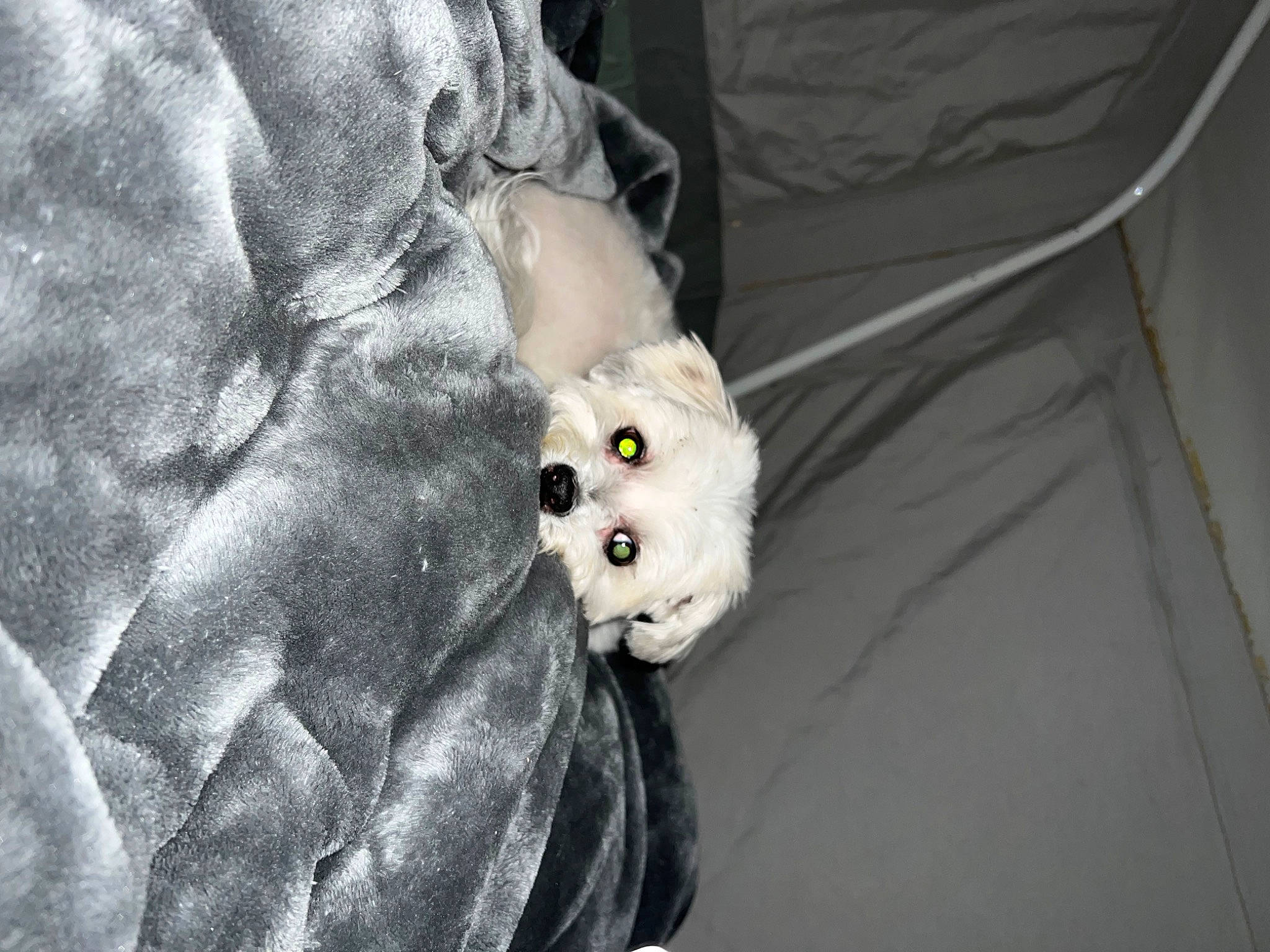 Cleo is registered to the contest to win money with this photo: canidae, carnivore, cat, comfort, companion_dog, dog_breed, felidae, fur, non_sporting_group, small_to_medium_sized_cats, sporting_group, tail, terrestrial_animal, whiskers