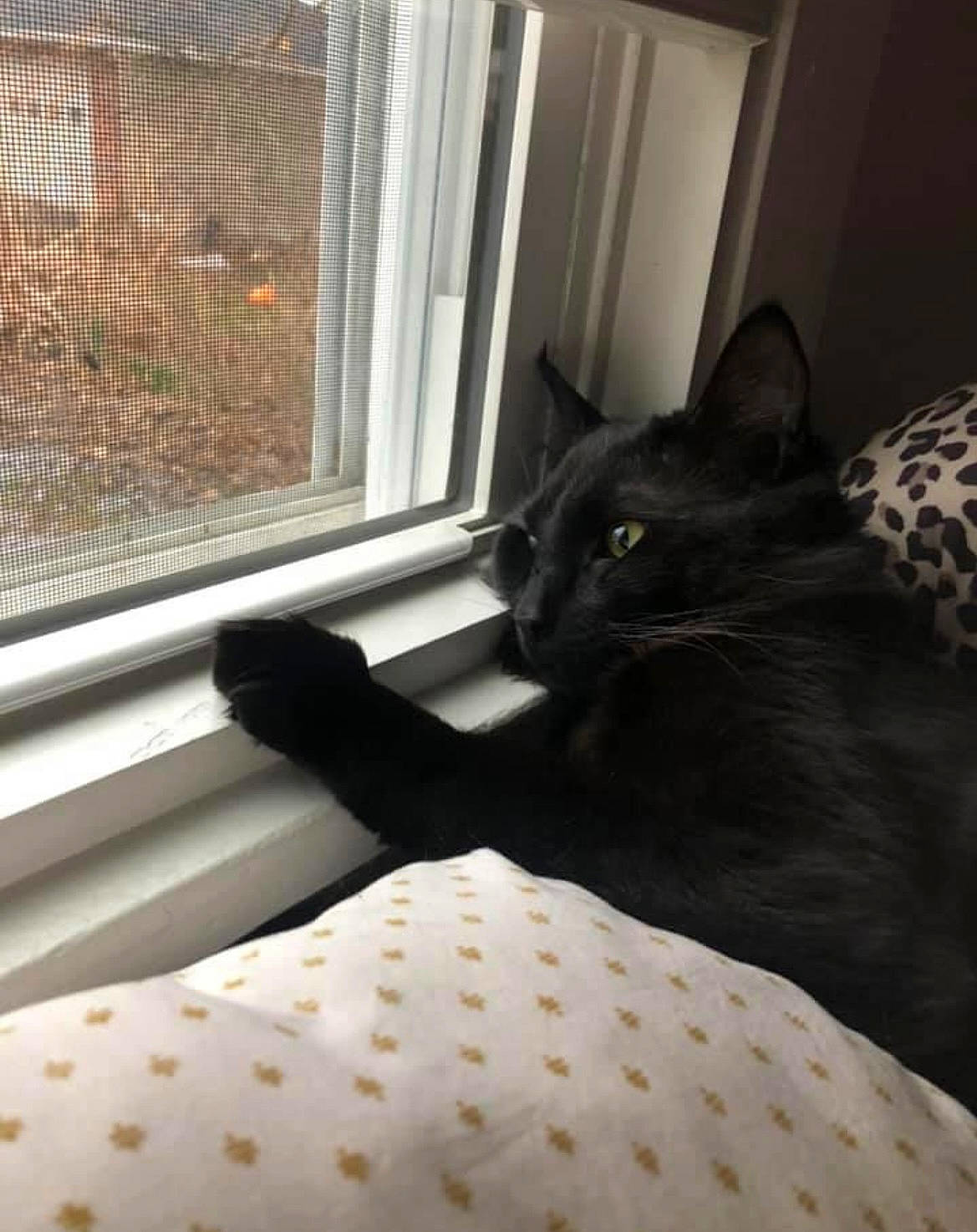 Mochi joined the competition — help win amazing prizes! carnivore, cat, comfort, felidae, floor, flooring, house, interior_design, line, linens, mammal, small_to_medium_sized_cats, tail, textile, tints_and_shades, vertebrate, whiskers, window, window_blind, wood