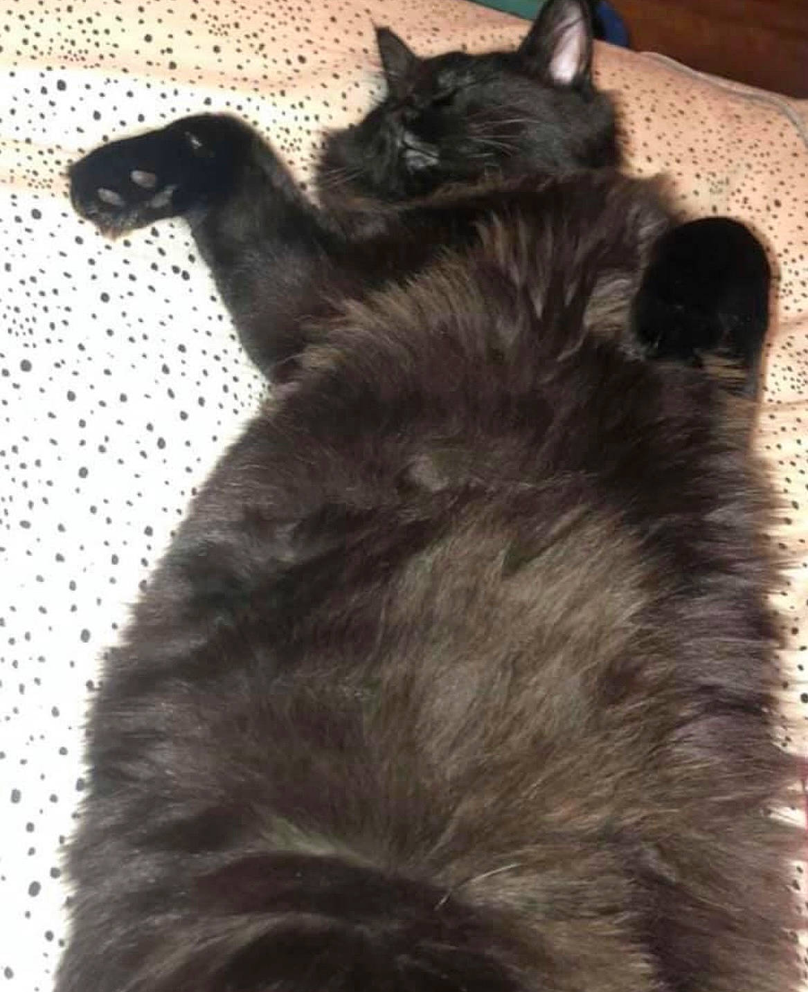 Mochi joined the competition — help win amazing prizes! black_cat, bombay, canidae, carnivore, cat, claw, comfort, dog_breed, domestic_short_haired_cat, felidae, fur, gesture, mammal, paw, shadow, small_to_medium_sized_cats, snout, sporting_group, tail, whiskers