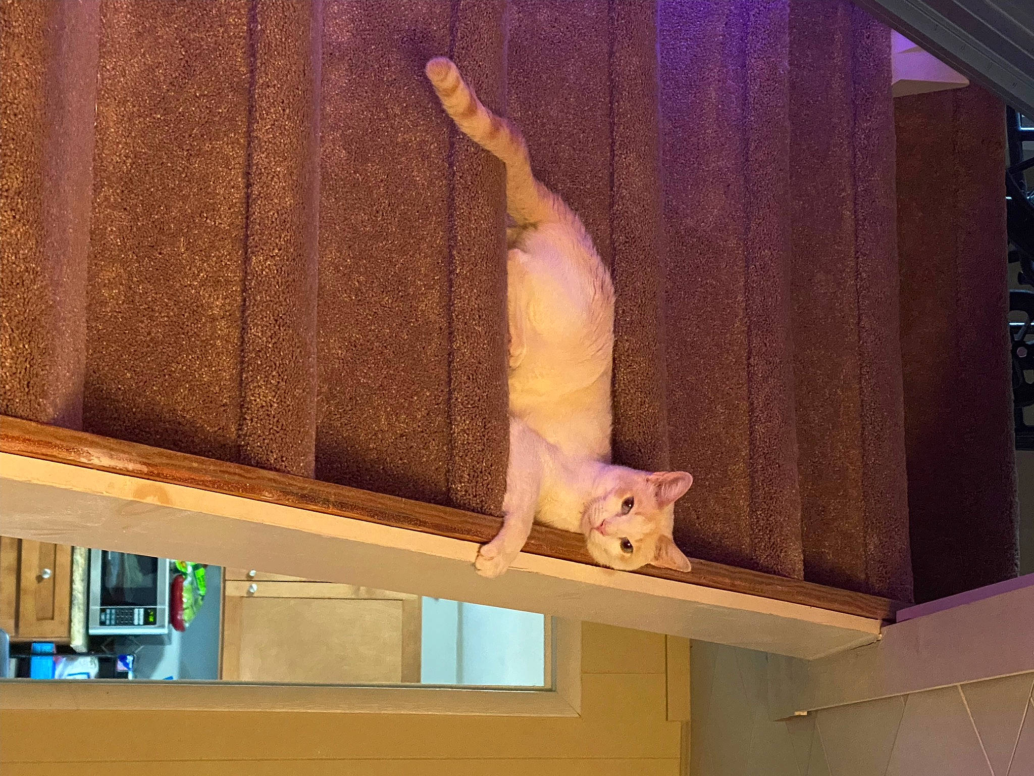 Eddy is registered to the contest to win money with this photo: art, building, cat, ceiling, facade, fawn, felidae, hardwood, house, line, room, sculpture, small_to_medium_sized_cats, statue, tail, tree, visual_arts, wall, window, wood