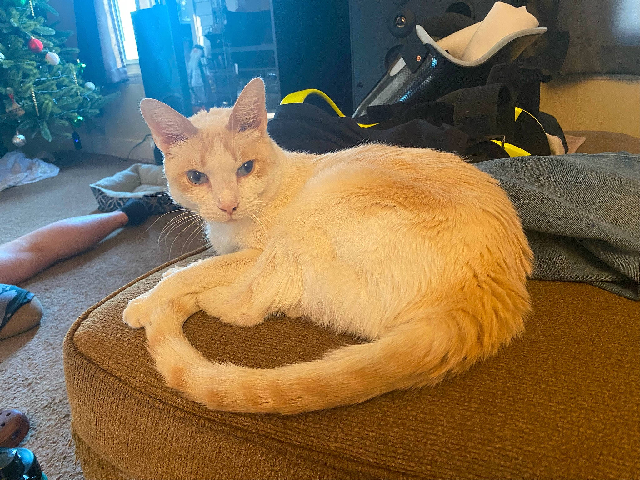 Eddy is registered to the contest to win money with this photo: carnivore, cat, cat_bed, cat_supply, chair, claw, comfort, domestic_short_haired_cat, eye, fawn, felidae, fur, houseplant, lap, paw, plant, small_to_medium_sized_cats, snout, tail, whiskers