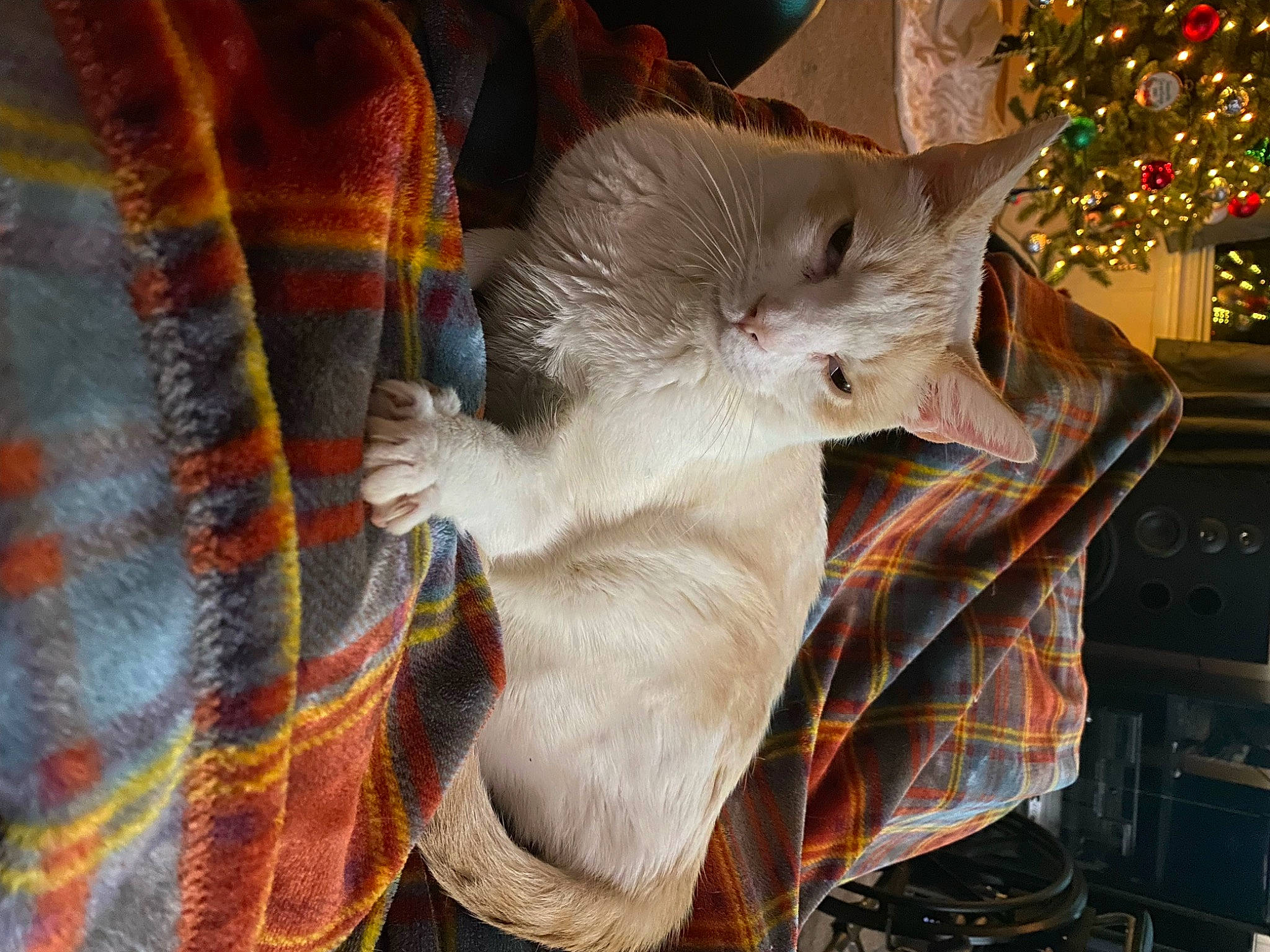 Eddy joined the competition — help win amazing prizes! carnivore, cat, christmas_decoration, christmas_tree, comfort, companion_dog, dog_breed, domestic_short_haired_cat, event, fawn, felidae, grey, holiday, pattern, small_to_medium_sized_cats, snout, tail, textile, whiskers, wood