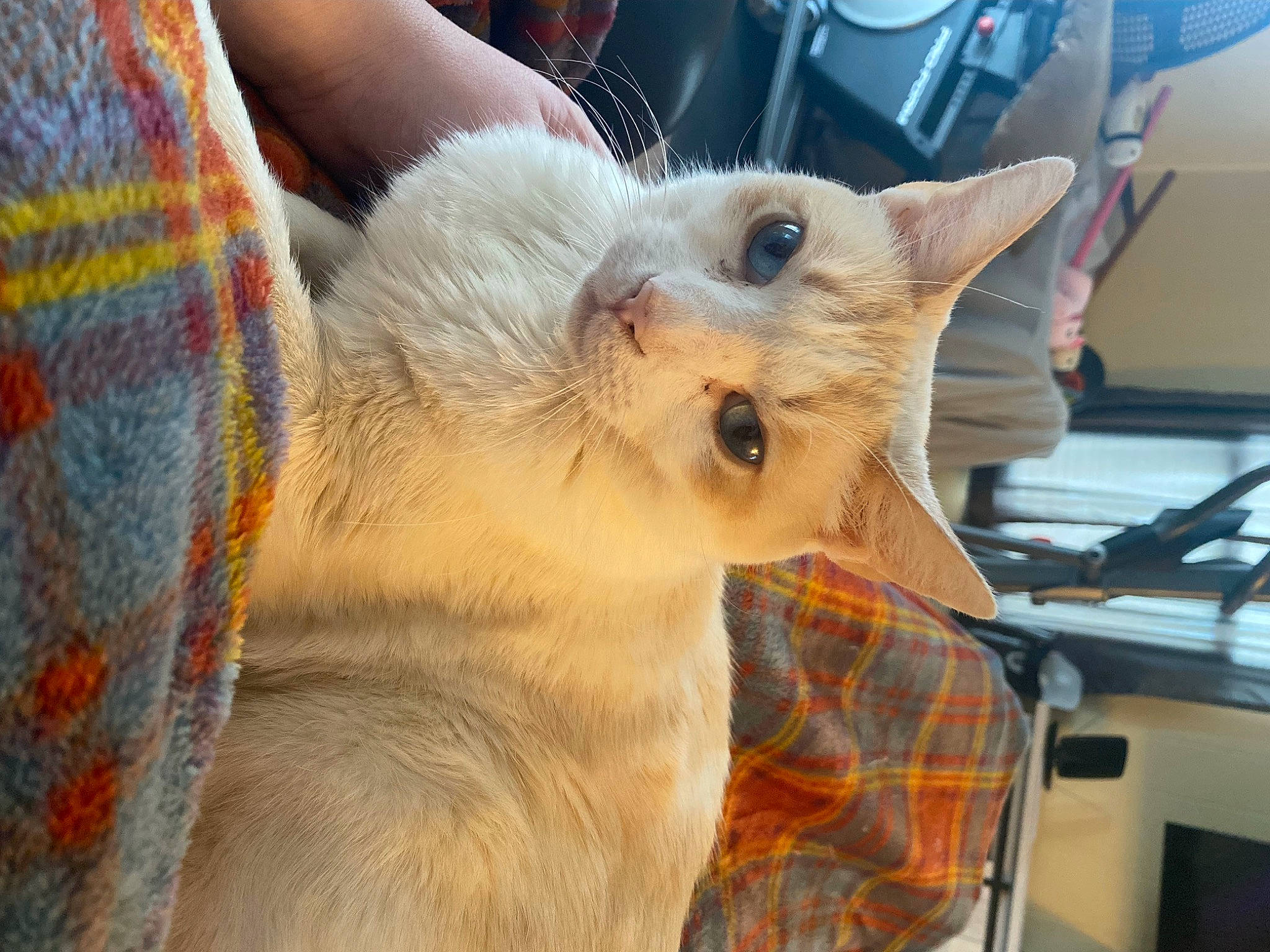 Eddy joined the competition — help win amazing prizes! canidae, carnivore, cat, claw, companion_dog, computer_keyboard, domestic_short_haired_cat, ear, fawn, felidae, fur, paw, small_to_medium_sized_cats, snout, terrestrial_animal, whiskers