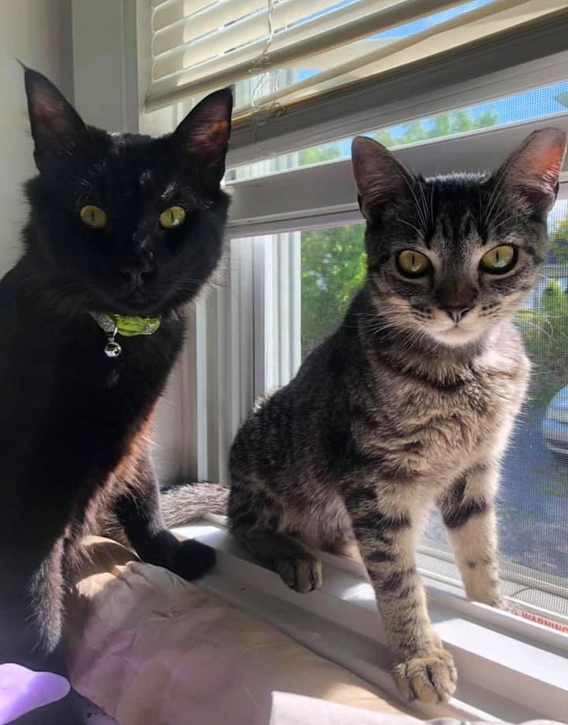 Chachi is registered to the contest to win money with this photo: black_cat, carnivore, cat, cat_furniture, claw, domestic_short_haired_cat, felidae, fur, paw, sitting, small_to_medium_sized_cats, snout, tail, terrestrial_animal, whiskers, window