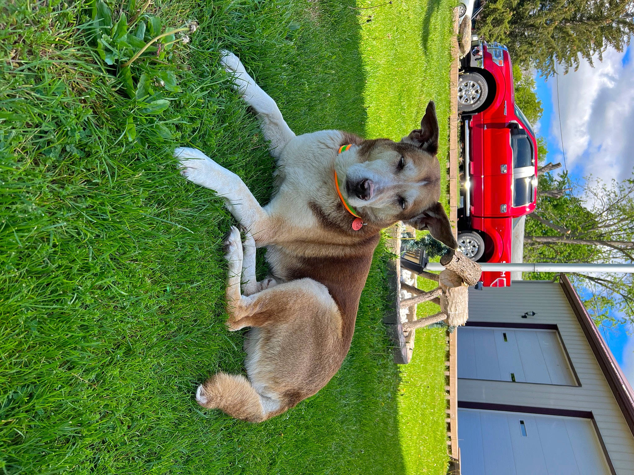 Snickers joined the competition — help win amazing prizes! canidae, carnivore, cloud, companion_dog, dog, dog_breed, fawn, fun, grass, green, groundcover, leisure, plant, pole, recreation, sky, sporting_group, tail, tree, working_animal