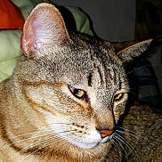 Mitchy is registered to the contest to win money with this photo: animal, brown, cat, close_up, comfort, cushion, domestic_animal, ears, eyes, feline, fur, indoor, pet, portrait, resting, sleepy, soft, striped, tabby, whiskers