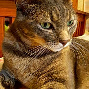 Niño is registered to the contest to win money with this photo: animal, cat, close_up, cute, domestic, feline, floral_pattern, fur, green_eyes, household, indoor, mammal, pet, portrait, relaxed, resting, soft_light, tabby, whiskers, wooden_chair