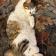 Altesse participe au concours pour gagner de l'argent avec cette photo : cat, sleeping, fluffy, fur, white, tabby, paw, resting, couch, floral_pattern, cozy, domestic_animal, pet, relaxed, indoor, animal, whiskers, tail, closeup, soft