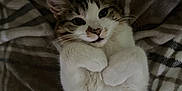 Altesse a rejoint le concours — aidez-le/la à gagner de superbes lots ! animal, blanket, cat, cozy, cute, domestic_cat, fluffy, fur, indoor, lying_down, paws, pet, plaid, relaxed, resting, sleepy, soft, tabby, whiskers, white