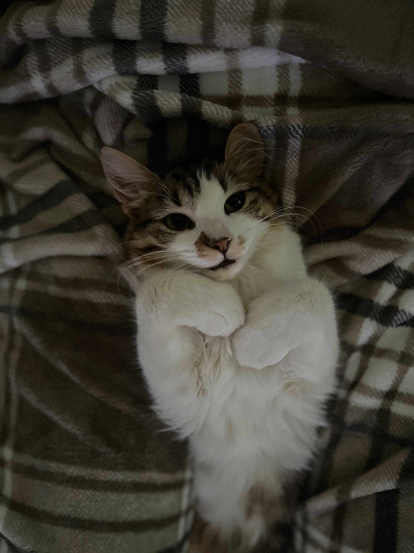 Altesse a rejoint le concours — aidez-le/la à gagner de superbes lots ! cat, fluffy, white, tabby, pet, animal, lying_down, blanket, plaid, cozy, paws, cute, indoor, fur, whiskers, relaxed, resting, sleepy, domestic_cat, soft