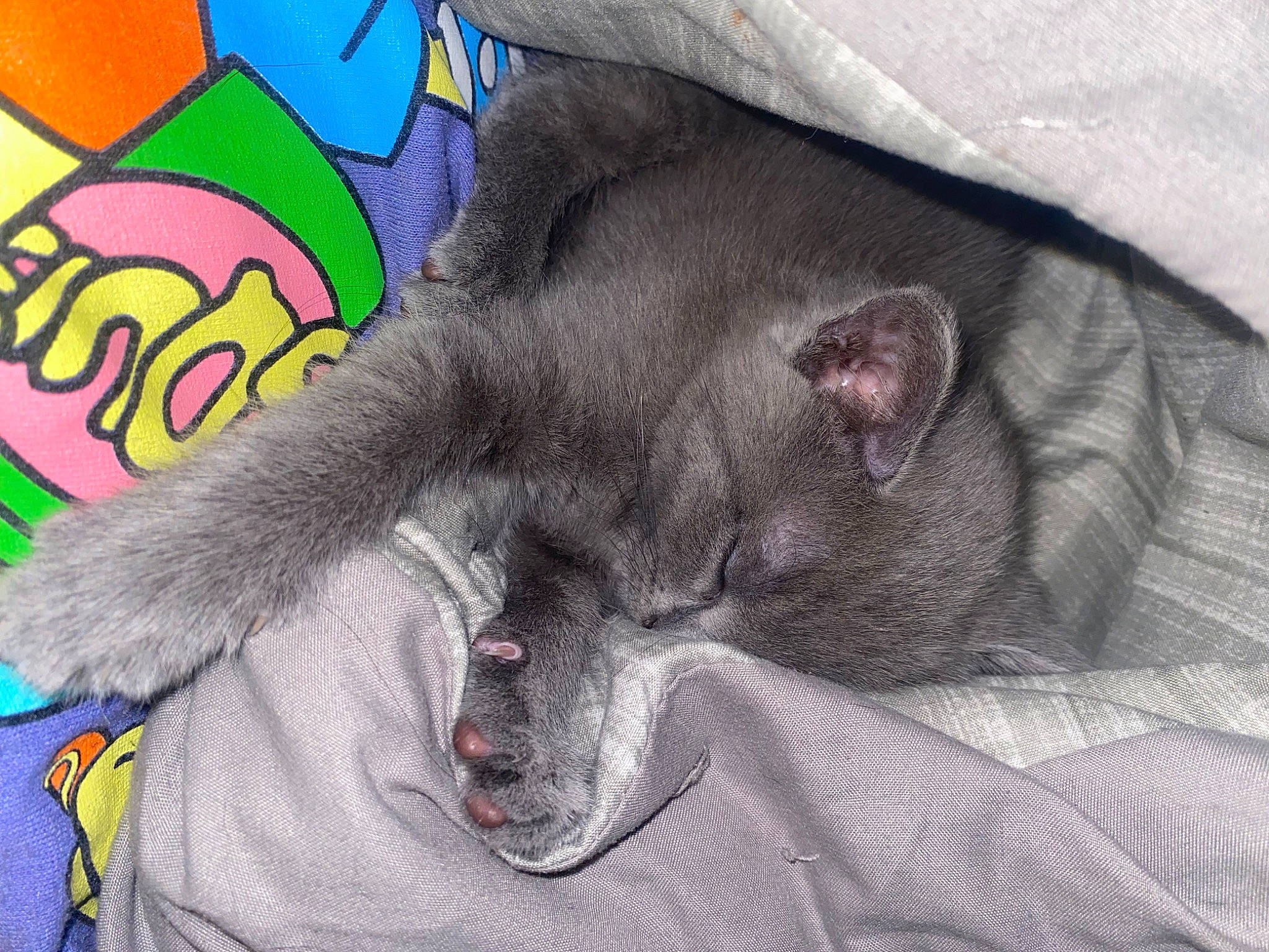 Storm joined the competition — help win amazing prizes! art, black_cat, carnivore, cat, claw, comfort, dog_breed, domestic_short_haired_cat, fang, felidae, fur, grey, nap, paw, russian_blue, sleep, small_to_medium_sized_cats, snout, tail, whiskers