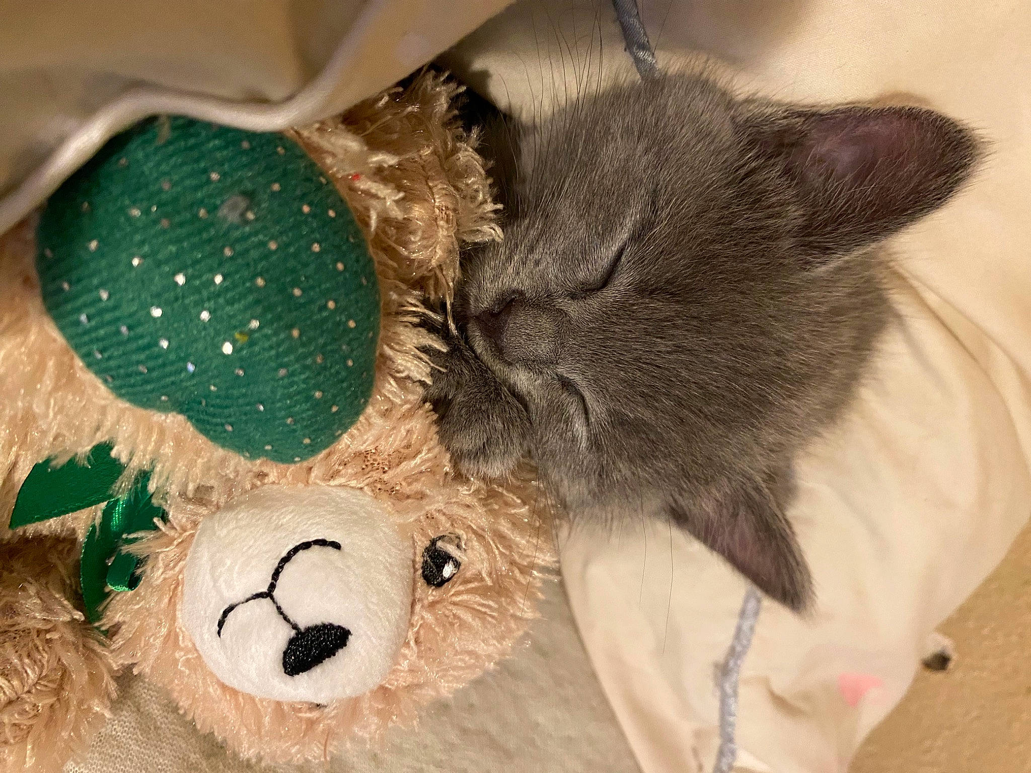 Storm is registered to the contest to win money with this photo: art, carnivore, cat, cat_bed, cat_supply, comfort, domestic_short_haired_cat, fashion_accessory, felidae, fur, grey, pattern, plush, small_to_medium_sized_cats, snout, stuffed_toy, teddy_bear, toy, whiskers, wool
