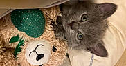 Storm joined the competition — help win amazing prizes! art, baby_toys, carnivore, cat, cat_bed, domestic_short_haired_cat, fawn, felidae, fur, pattern, plush, russian_blue, small_to_medium_sized_cats, snout, stuffed_toy, tail, teddy_bear, toy, whiskers, wool