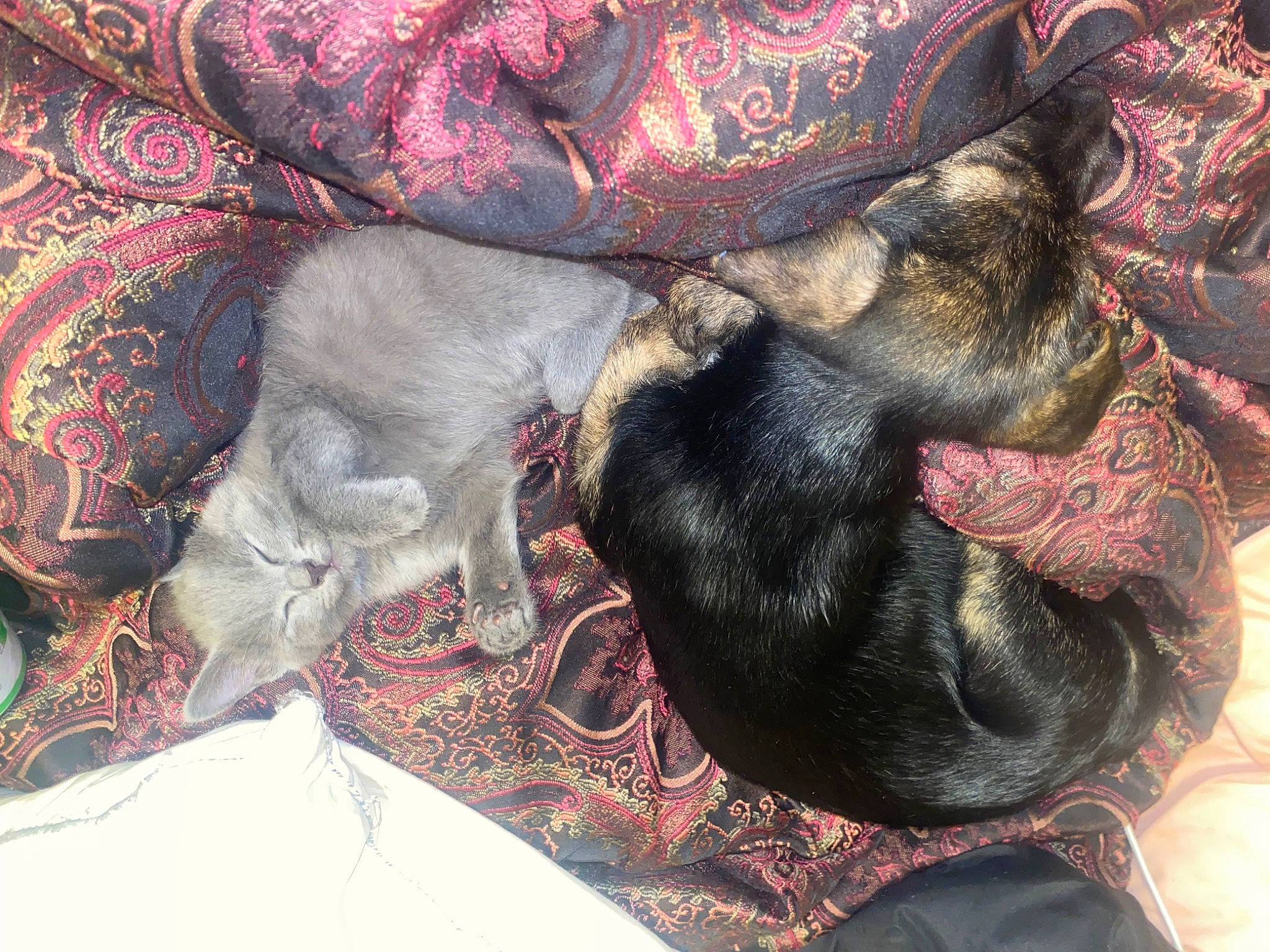 Storm is registered to the contest to win money with this photo: canidae, carnivore, comfort, companion_dog, dog, dog_breed, dog_supply, fawn, fur, grey, guard_dog, liver, nap, sporting_group, tail, working_animal