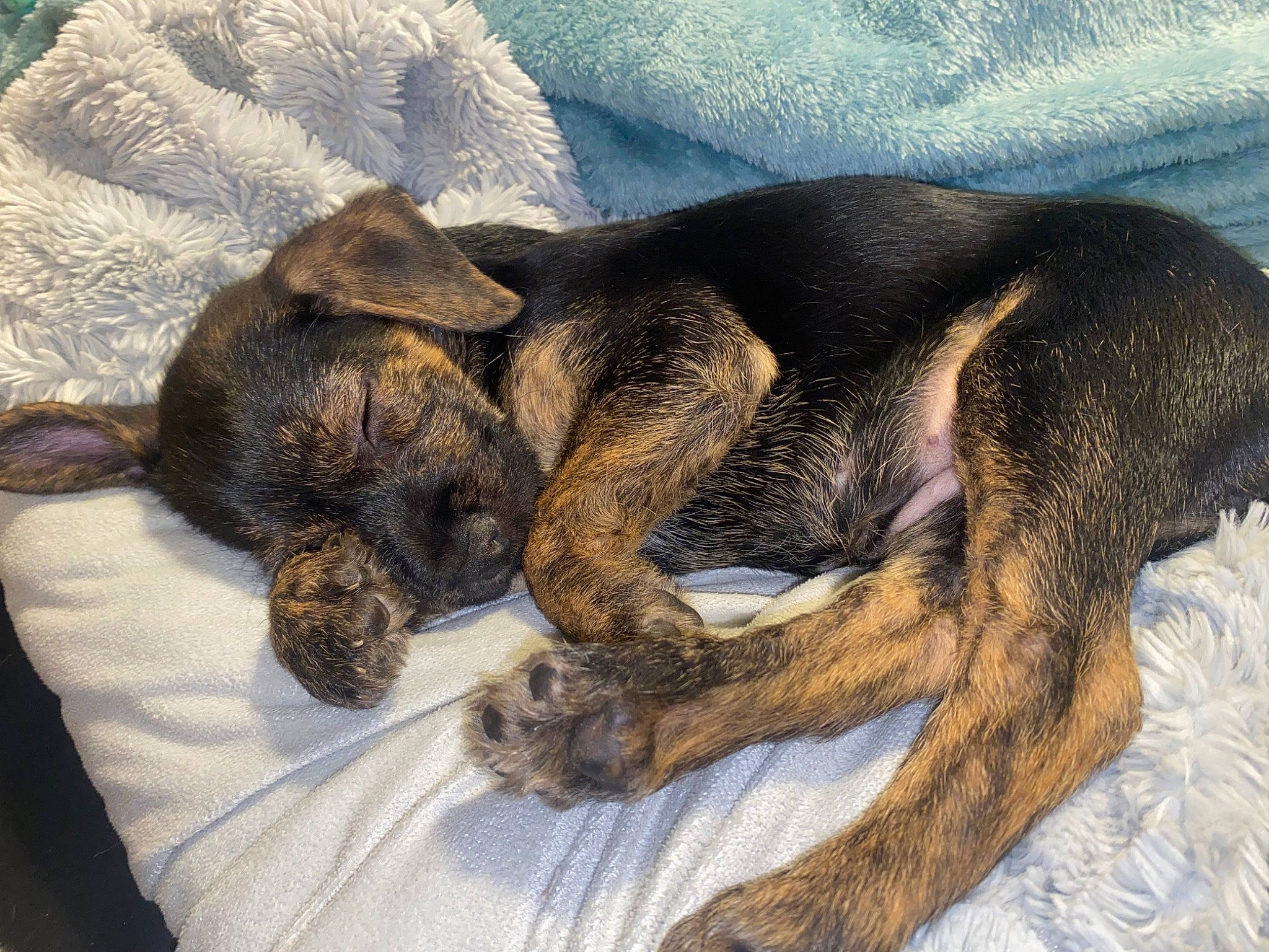 Pepper