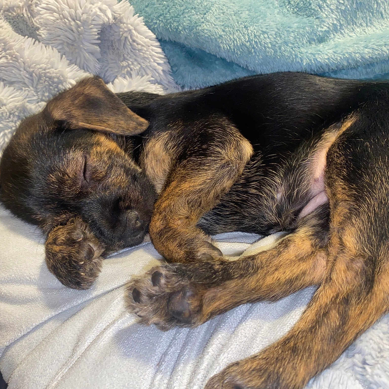 Pepper
