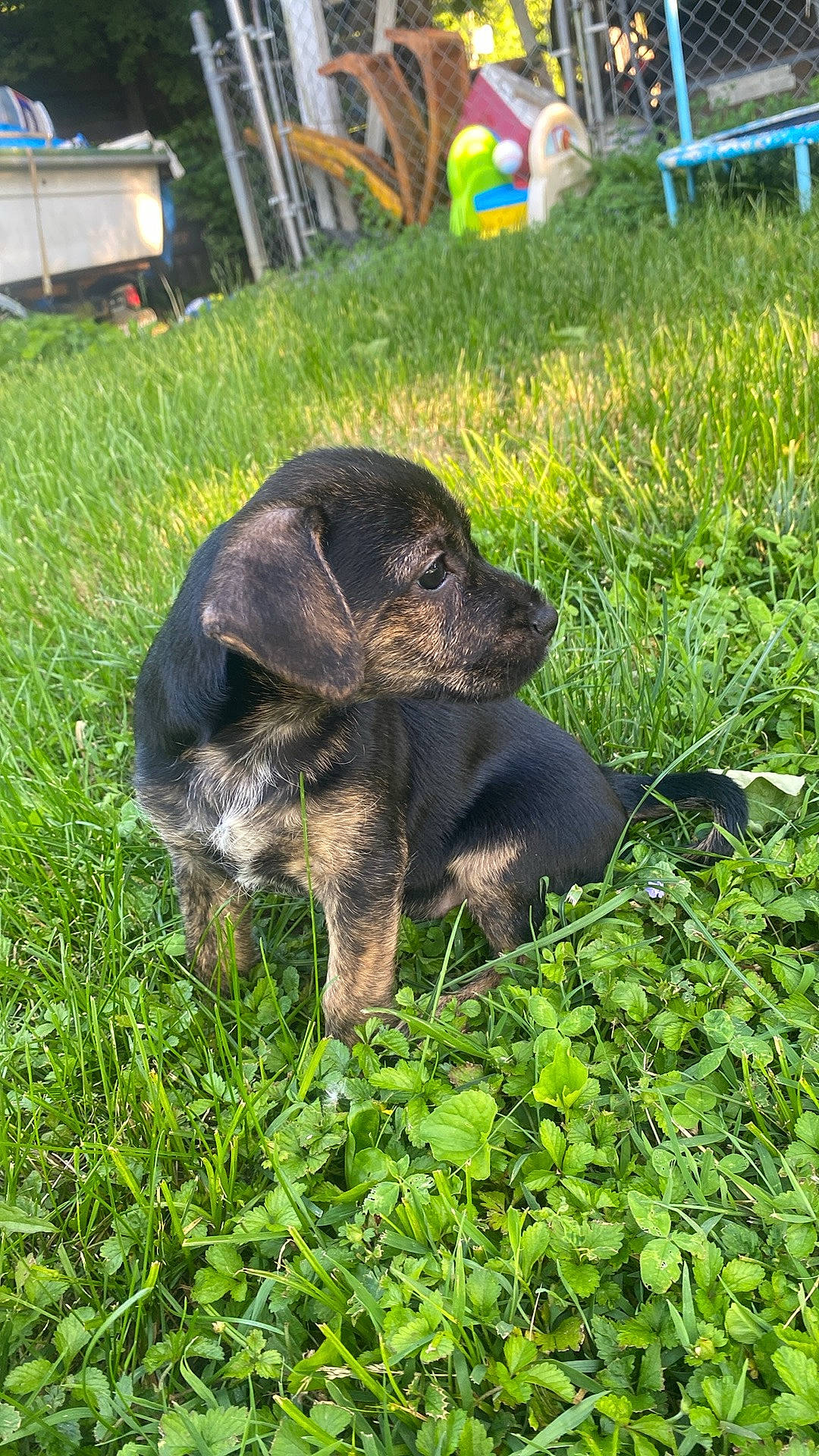 Pepper joined the competition — help win amazing prizes! annual_plant, bench, canidae, carnivore, companion_dog, dog, dog_breed, fawn, garden, grass, groundcover, herb, herbaceous_plant, hierochloe, hunting_dog, plant, soil, tail, terrestrial_animal, working_animal