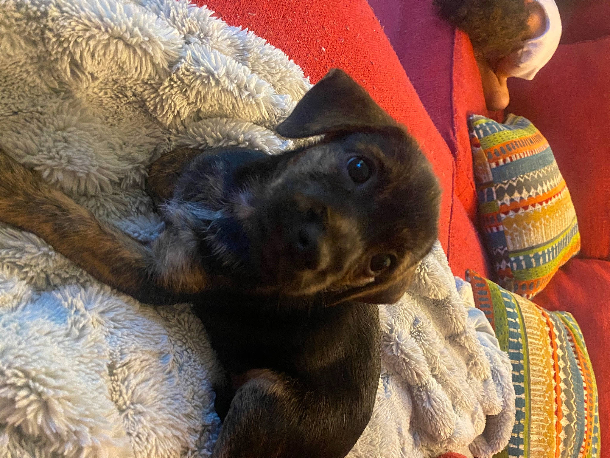 Pepper joined the competition — help win amazing prizes! canidae, carnivore, comfort, companion_dog, dog, dog_breed, fawn, fur, guard_dog, hat, paw, snout, sporting_group, terrestrial_animal, working_animal