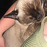 Mocha joined the competition — help win amazing prizes! animal, blanket, cat, close_up, closed_eyes, comfort, cozy, cute, domestic_animal, ears, face, fur, human_arm, indoor, pet, relaxation, resting, siamese_cat, sleeping, whiskers