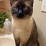 animal, bathroom, blue_eyes, cat, closeup, curious, cute, domestic, ears, feline, fur, household, indoor, pet, plant, portrait, siamese, sink, sitting, whiskers