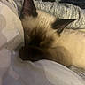 Mocha is registered to the contest to win money with this photo: animal, blanket, cat, closeup, cozy, cute, ears, fabric, fur, indoor, nap, paw, peaceful, pet, relaxed, resting, siamese_cat, sleeping, soft, warm