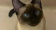 Mocha joined the competition — help win amazing prizes! animal, blue_eyes, cat, clean_background, close_up, curious, cute, domestic_animal, ears, feline, fur, indoor, looking_up, mammal, pet, portrait, siamese_cat, sitting, whiskers, young_cat