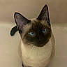 siamese_cat, cat, blue_eyes, pet, animal, feline, whiskers, ears, cute, looking_up, indoor, domestic_animal, portrait, fur, sitting, curious, mammal, close_up, young_cat, clean_background