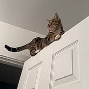 Mika is registered to the contest to win money with this photo: cat, tabby, door, white, indoor, pet, animal, curious, perched, feline, balance, looking_away, domestic_cat, wood, panel_door, whiskers, ears, tail, paws, house