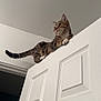 cat, tabby, door, white, indoor, pet, animal, curious, perched, feline, balance, looking_away, domestic_cat, wood, panel_door, whiskers, ears, tail, paws, house