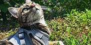 Mika is registered to the contest to win money with this photo: cat, tabby_cat, harness, grass, greenery, outdoor, sunlight, whiskers, curious, pet, nature, feline, closeup, animal, mammal, daylight, leaf, garden, ground, relaxing