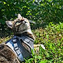 cat, tabby_cat, harness, grass, greenery, outdoor, sunlight, whiskers, curious, pet, nature, feline, closeup, animal, mammal, daylight, leaf, garden, ground, relaxing