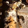 Mika is registered to the contest to win money with this photo: cat, tabby, sunlight, mirror, reflection, carpet, indoor, pet, relaxed, fur, whiskers, paws, green_eyes, animal, cute, mammal, laying_down, domestic, cozy, resting