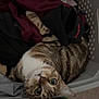 Mika is registered to the contest to win money with this photo: cat, tabby, laundry_basket, clothes, indoor, curious, wide_eyes, pet, feline, striped, domestic_animal, looking_up, soft_lighting, cozy, plaid_pants, floor, fabric, household, cute, companion
