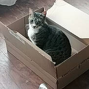 Salto participe au concours pour gagner de l'argent avec cette photo : cat, tabby_cat, cardboard_box, wooden_floor, indoor, pet, animal, curious, sitting, looking, feline, domestic_cat, cozy, natural_light, window, fur, whiskers, ears, relaxed, household