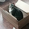 cat, tabby_cat, cardboard_box, wooden_floor, indoor, pet, animal, curious, sitting, looking, feline, domestic_cat, cozy, natural_light, window, fur, whiskers, ears, relaxed, household