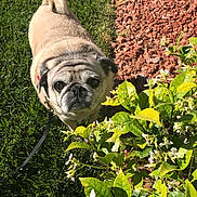 Peppy joined the competition — help win amazing prizes! carnivoran, companion_dog, dog, dog_breed, dog_breed_group, dog_like_mammal, fawn, grass, lawn, mammal, pug, snout, toy_dog