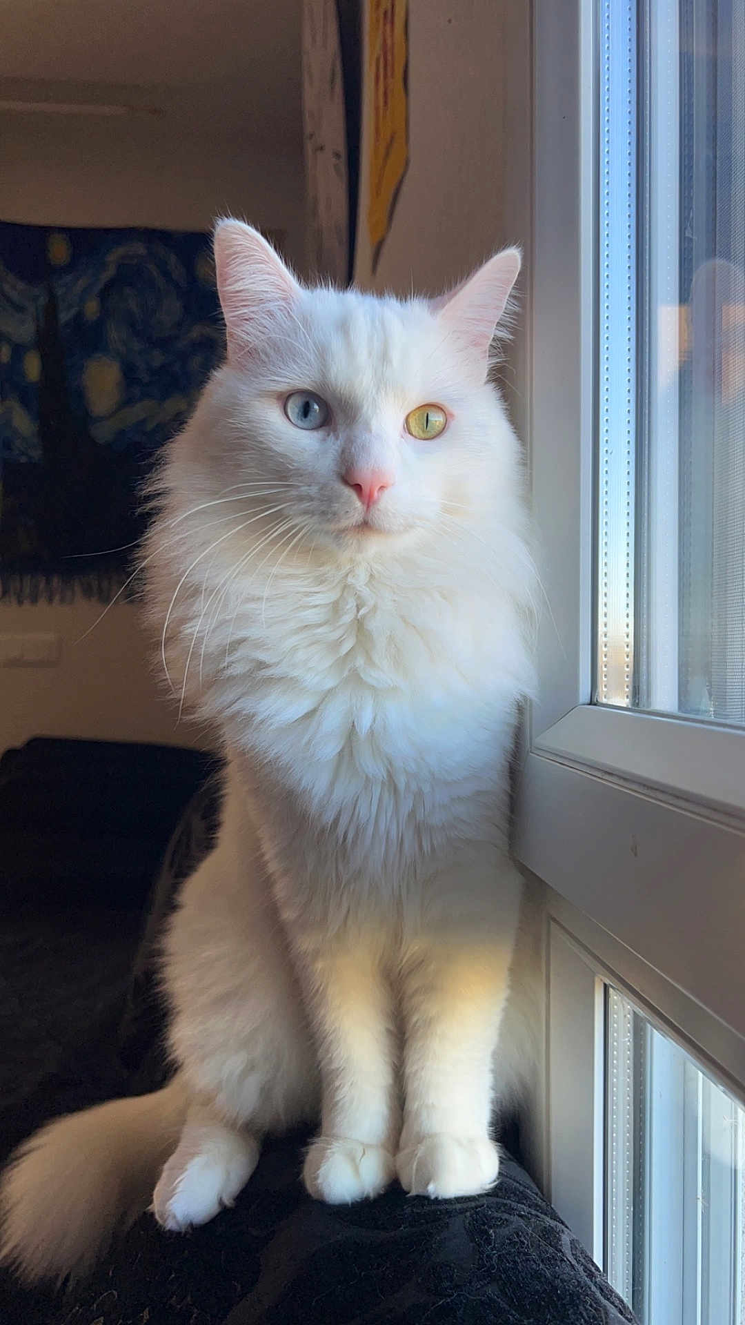 Ramsès a rejoint le concours — aidez-le/la à gagner de superbes lots ! animal, blue_eye, calm, cat, close_up, curious, domestic_cat, feline, fluffy_fur, heterochromia, indoor, natural_light, pet, portrait, quiet, sitting, soft, white_cat, window, yellow_eye