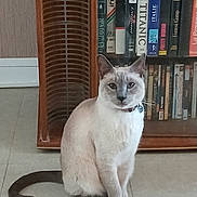Oasis participe au concours pour gagner de l'argent avec cette photo : cat, siamese_cat, indoor, bookshelf, books, vhs_tapes, floor, wooden_furniture, pet, animal, sitting, tail, collar, curious, feline, domestic_cat, quiet, home, library, portrait