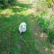 Nuggest a rejoint le concours — aidez-le/la à gagner de superbes lots ! dog, grass, outdoor, greenery, plants, nature, small_dog, fluffy, white_dog, brown_patches, pathway, sunlight, shadow, garden, animal, pet, walking, summer, daytime, leafy