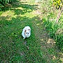 dog, grass, outdoor, greenery, plants, nature, small_dog, fluffy, white_dog, brown_patches, pathway, sunlight, shadow, garden, animal, pet, walking, summer, daytime, leafy