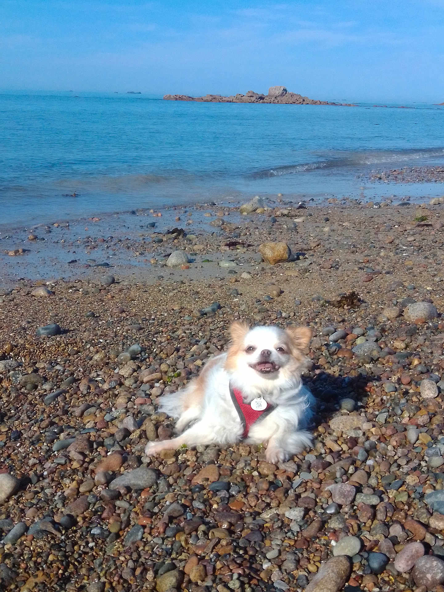 Nuggest participe au concours pour gagner de l'argent avec cette photo : dog, small_dog, smiling, harness, beach, rocks, pebbles, sea, water, sky, outdoor, sunny, relaxed, animal, coast, nature, happy, daytime, scenic, pet
