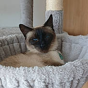 Malou participe au concours pour gagner de l'argent avec cette photo : cat, siamese_cat, pet, indoor, cozy, cat_bed, scratching_post, blue_eyes, feline, animal, resting, fur, cute, mammal, relaxed, sleepy, ears, whiskers, collar, home