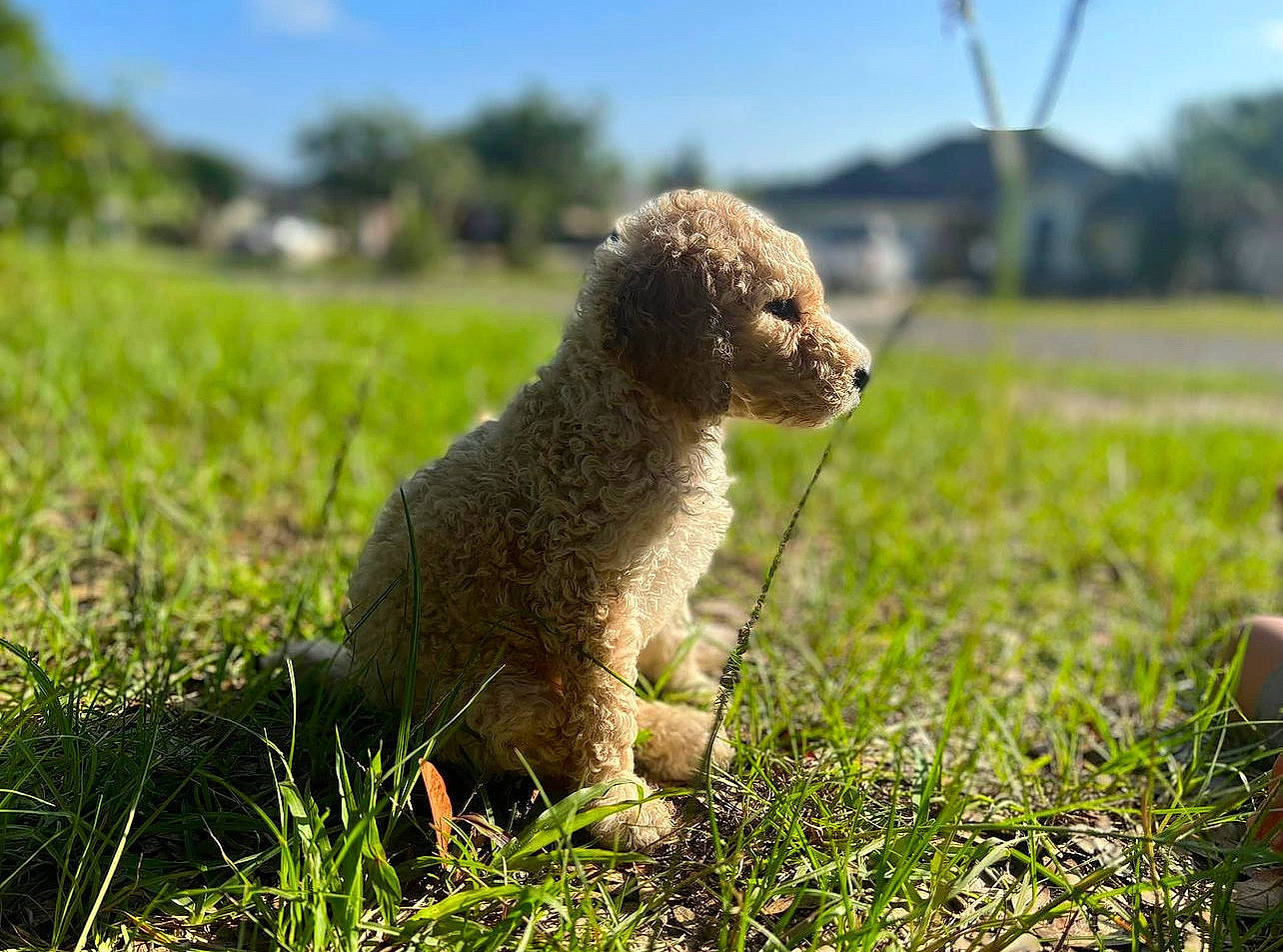 Elle is registered to the contest to win money with this photo: carnivore, companion_dog, dog, dog_breed, fawn, grass, grassland, landscape, pasture, plant, sheep, sky, snout, sporting_group, terrestrial_animal, terrier, toy_dog, tree, water_dog, working_animal