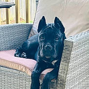 Havoc is registered to the contest to win money with this photo: dog, black_dog, pet, animal, portrait, sitting, lounging, wicker_chair, outdoor, patio, cushion, black_fur, floppy_ears, upright_ears, brown_eyes, serious_expression, front_view, furniture, deck, daylight