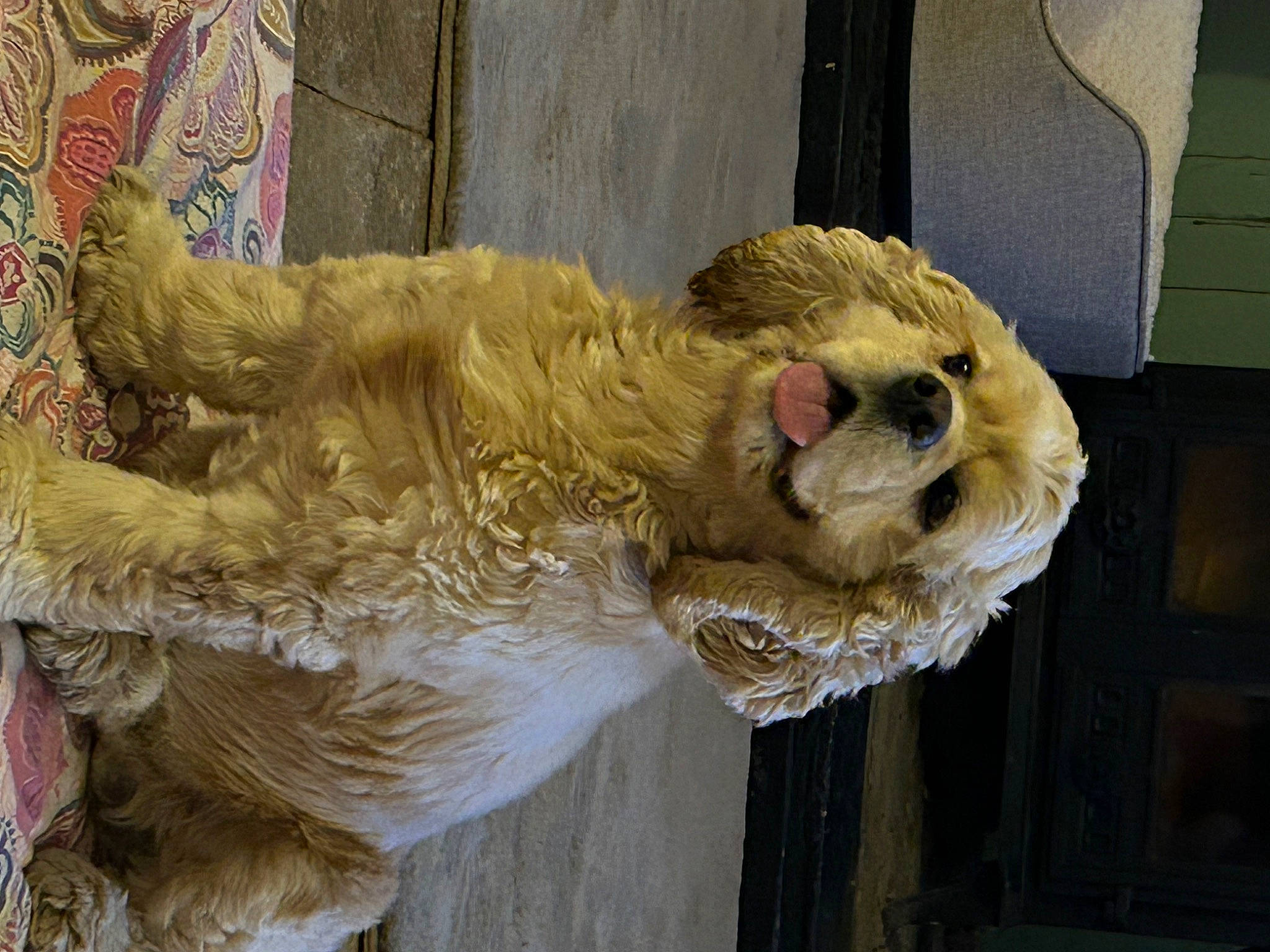 Teddy joined the competition — help win amazing prizes! art, big_cats, canidae, carnivore, claw, dog_breed, fawn, felidae, fur, natural_material, snout, sporting_group, tail, terrestrial_animal, wildlife