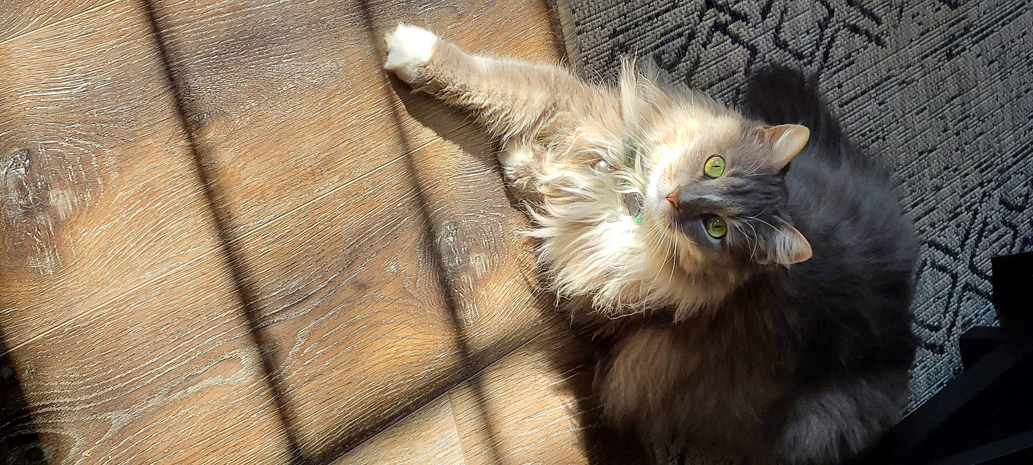 George Harrison is registered to the contest to win money with this photo: carnivore, cat, claw, fawn, felidae, fur, paw, small_to_medium_sized_cats, snout, tail, terrestrial_animal, whiskers, wood