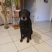 Jack participe au concours pour gagner de l'argent avec cette photo : dog, black_dog, indoor, tile_floor, plant, potted_plant, furniture, wall, door, shadow, photo_collage, home, pet, animal, sitting, quiet, calm, domestic, floor_tiles, decor