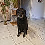 dog, black_dog, indoor, tile_floor, plant, potted_plant, furniture, wall, door, shadow, photo_collage, home, pet, animal, sitting, quiet, calm, domestic, floor_tiles, decor