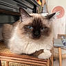cat, blue_eyes, fluffy, indoor, furniture, rattan, relaxed, pet, animal, whiskers, ears, face, close_up, cozy, home, table, chair, wooden, domestic, resting