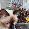 Toby participe au concours pour gagner de l'argent avec cette photo : cat, blue_eyes, fluffy, balcony, flower_pots, plants, urban, buildings, roof, window, outdoor, pet, close_up, fur, whiskers, nature, daylight, curious, animal, domestic